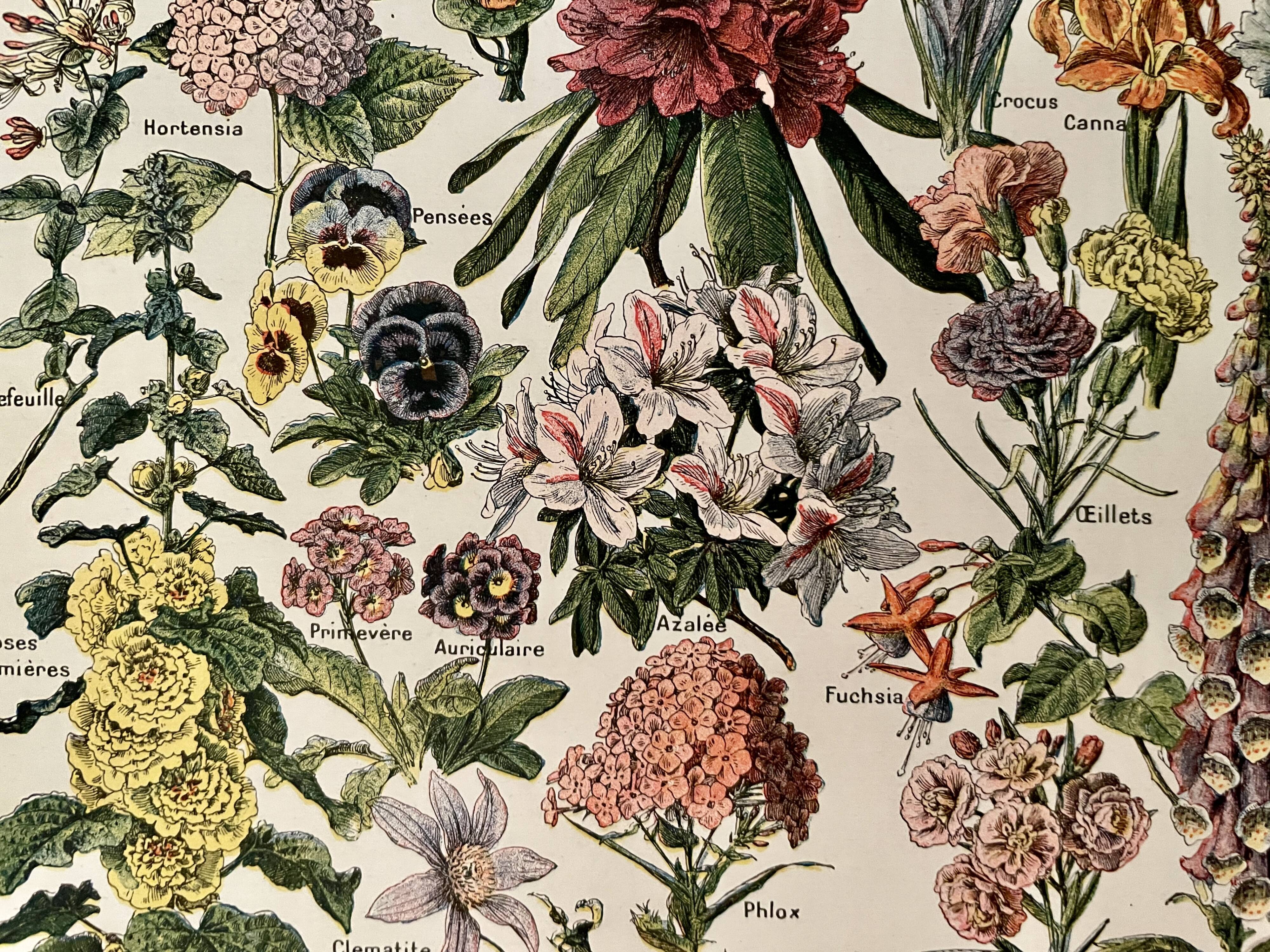 Lithograph on garden flowers - 1920