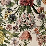 Lithograph on garden flowers - 1920