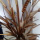 Chandelier ear of wheat years 60/70 6 branches gold metal 103 cm