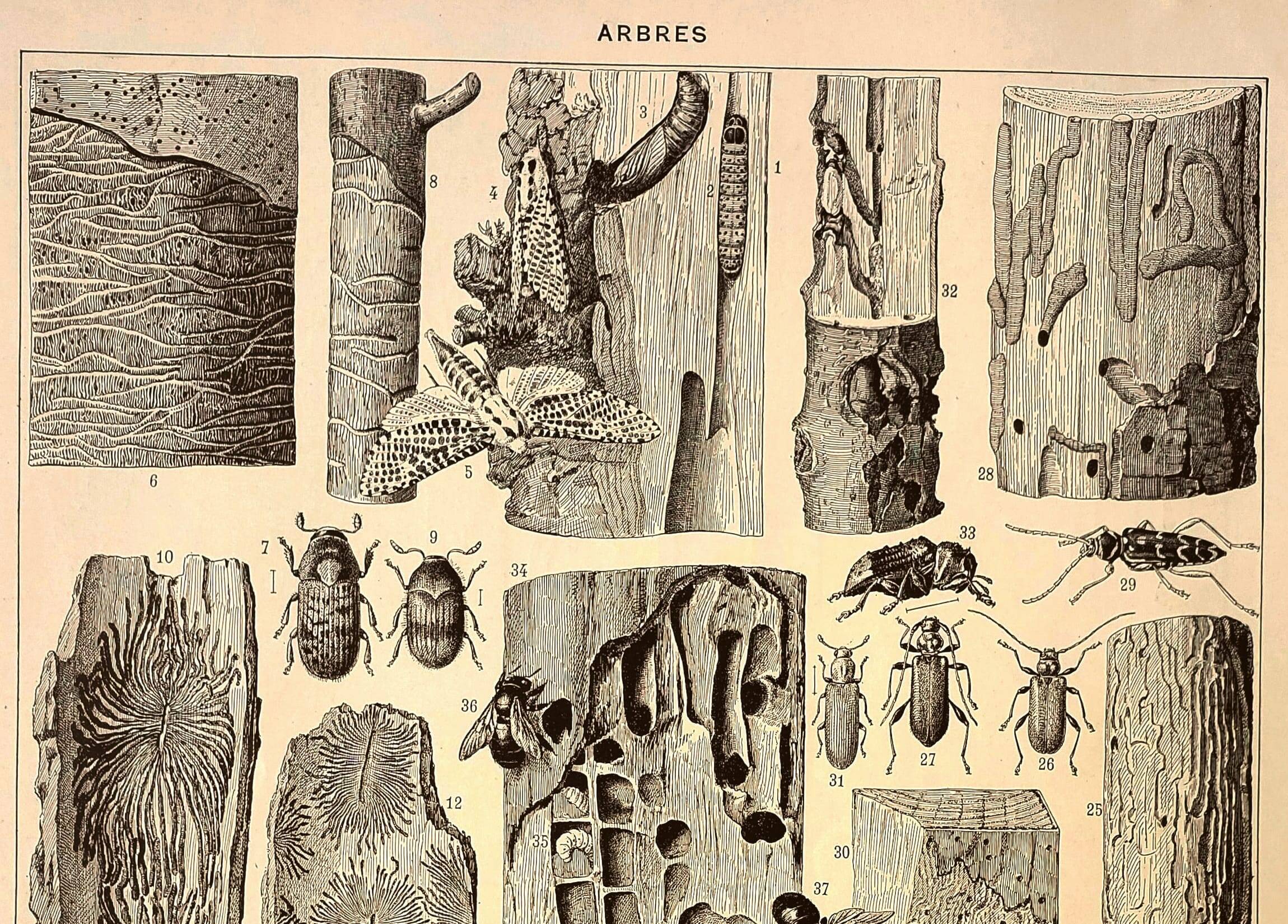 Antique engraving 1928 A. Millot - Wood-boring insects 1, damage to trees