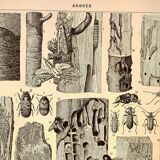 Antique engraving 1928 A. Millot - Wood-boring insects 1, damage to trees