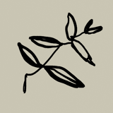 Botanical illustration giclee print, 50x70