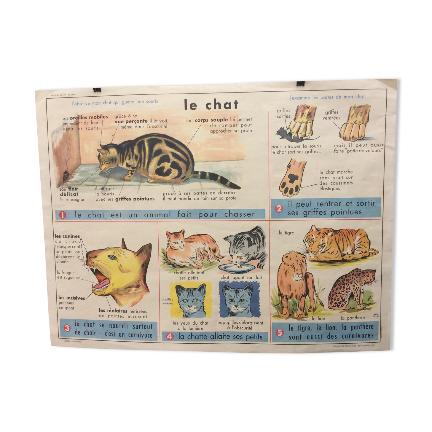 School poster theme the cow / the cat