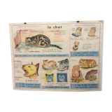 School poster theme the cow / the cat