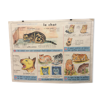 Affiche scolaire thème la vache / le chat