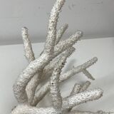 Branche de corail blanc