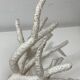 White coral branch