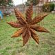 spinning flower, iron windmill