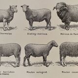 Lithograph on sheep from 1921