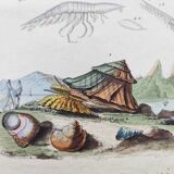 Old engraving from 1838 - Truxale insect and shell - Original zoological plate