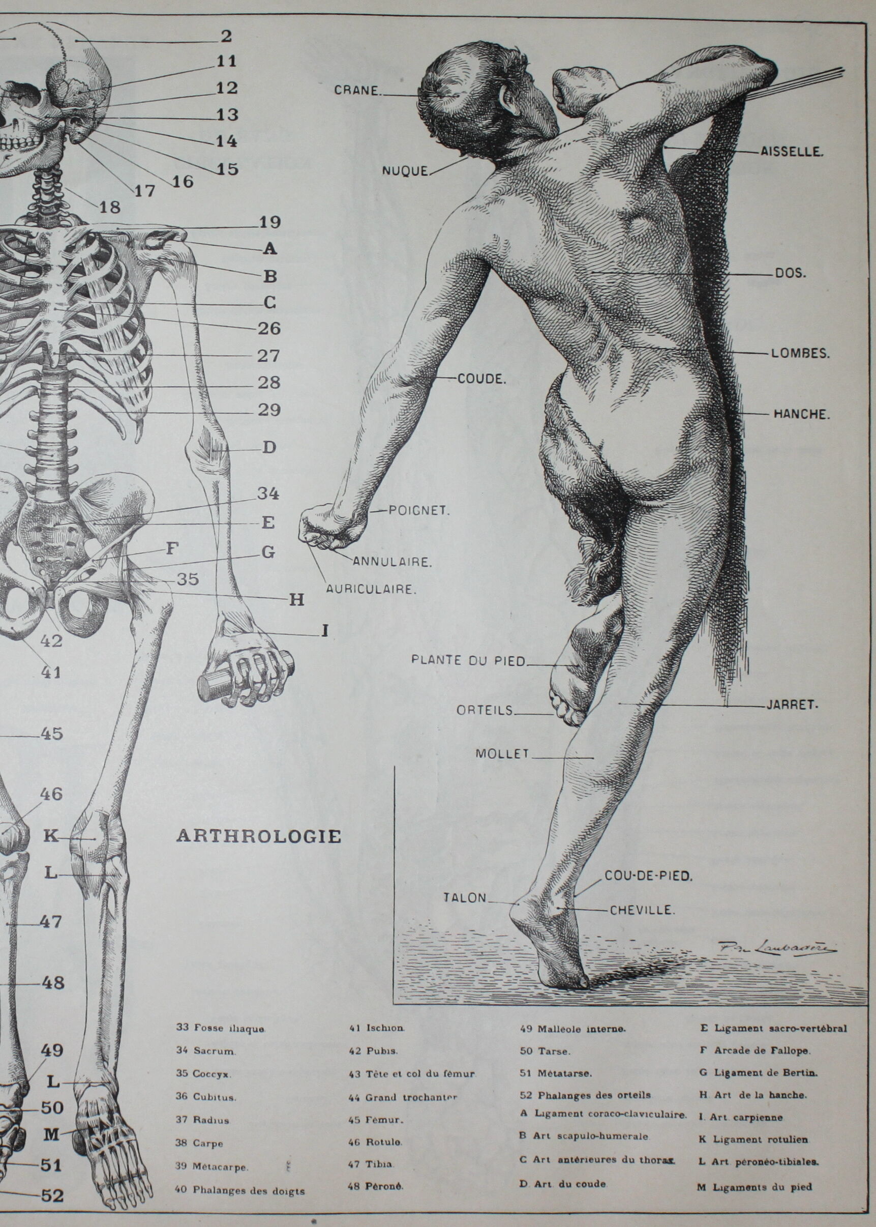 Engraving • Human anatomy, medicine • Original lithograph from 1898