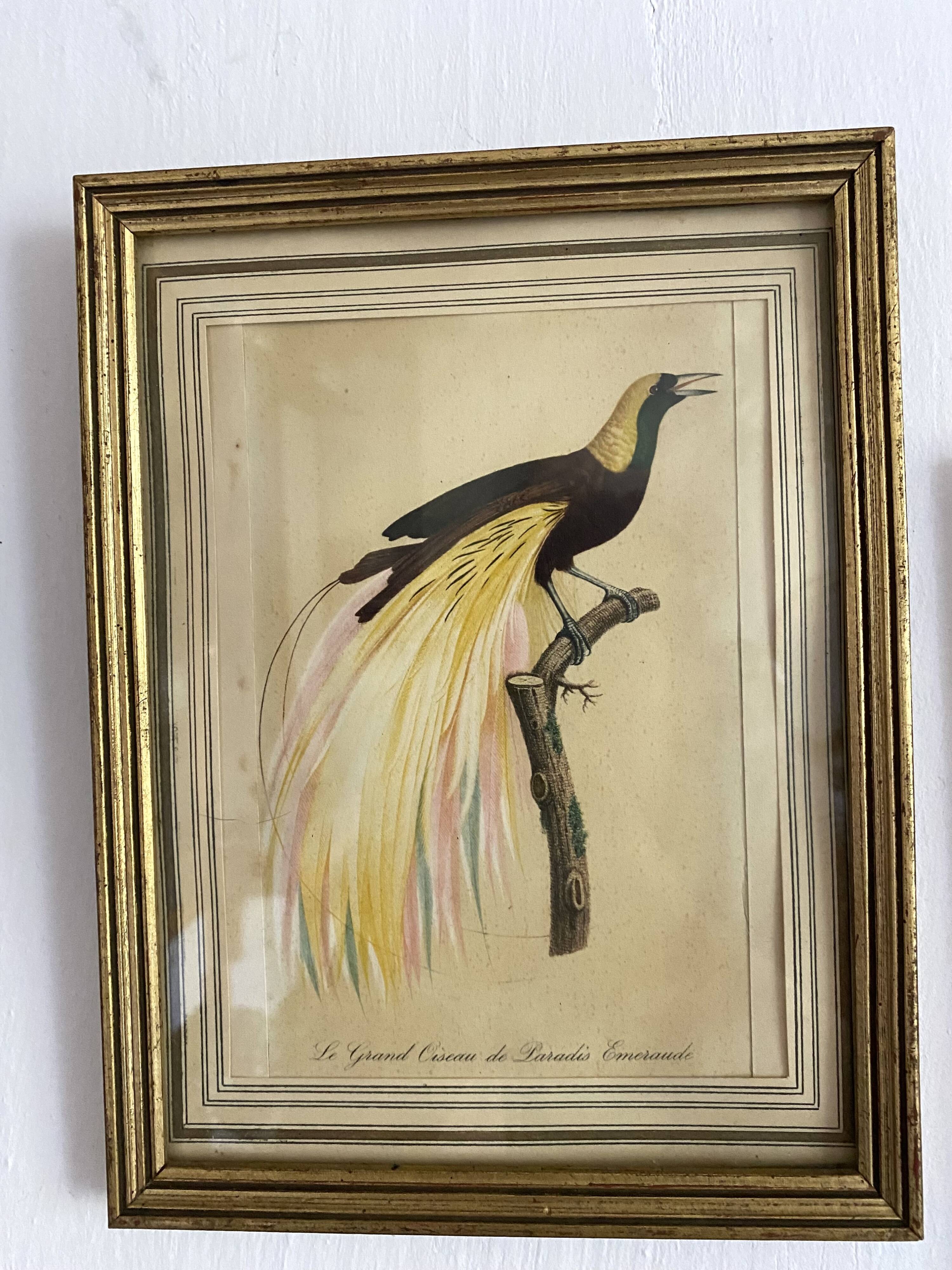 3 framed illustrations of birds of paradise