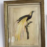 3 framed illustrations of birds of paradise
