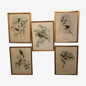 Lot de 5 cadres oiseaux