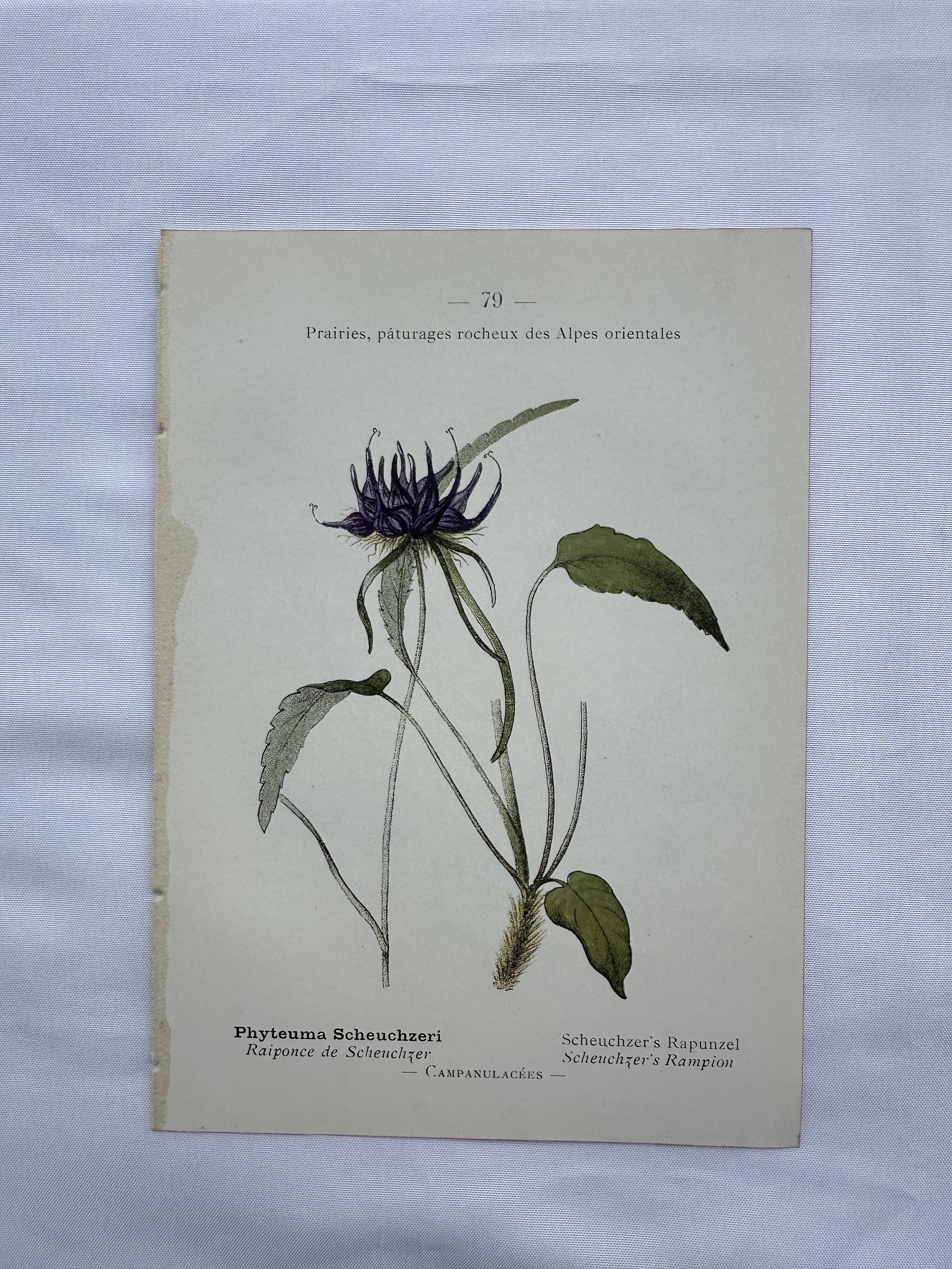 Vintage botanical lithograph naturalist plate France