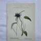 Vintage botanical lithograph naturalist plate France