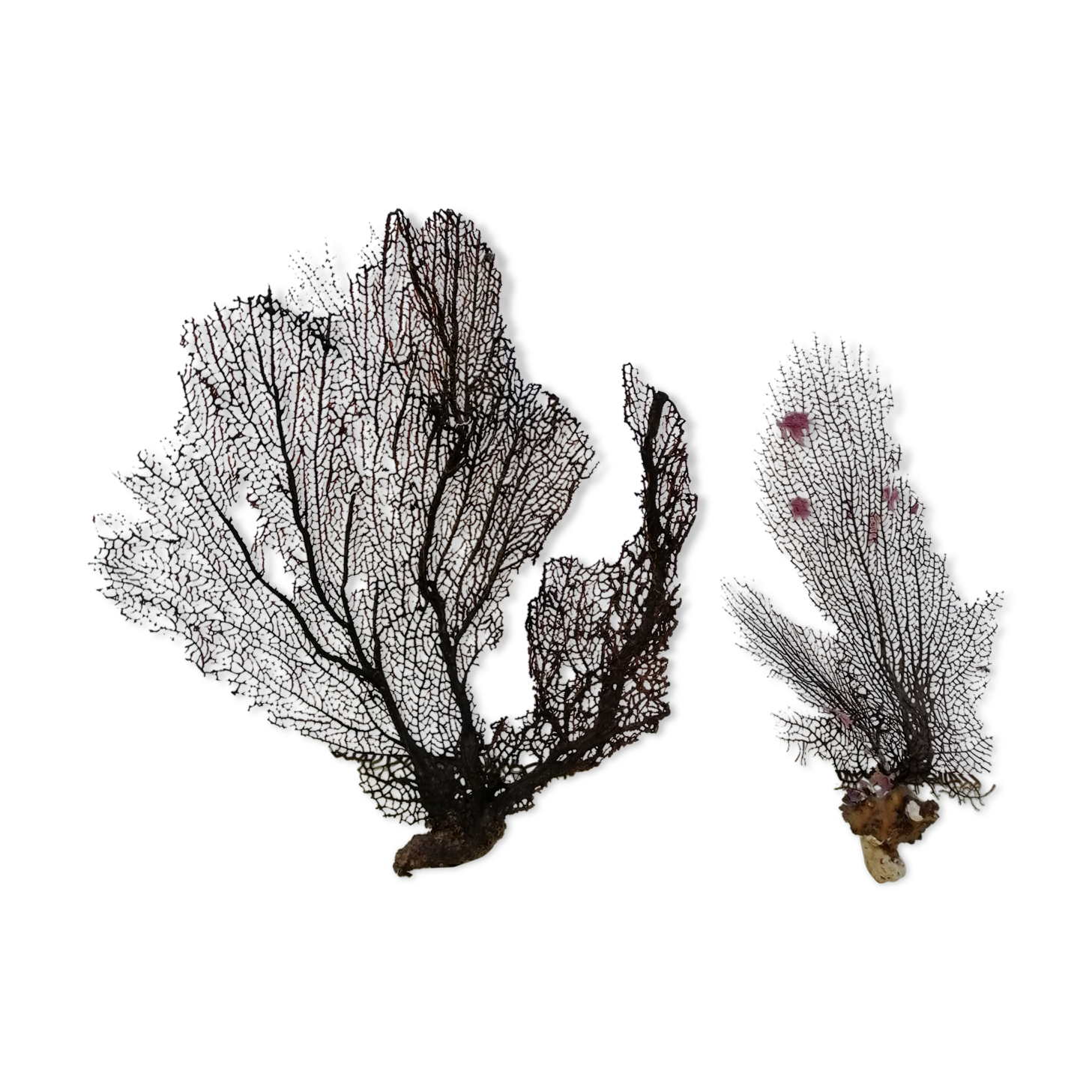 Ancient gorgonian corals