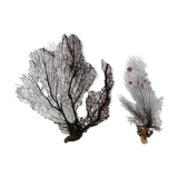 Coraux duo gorgones anciens