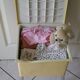 Vintage stool with storage box -1960s