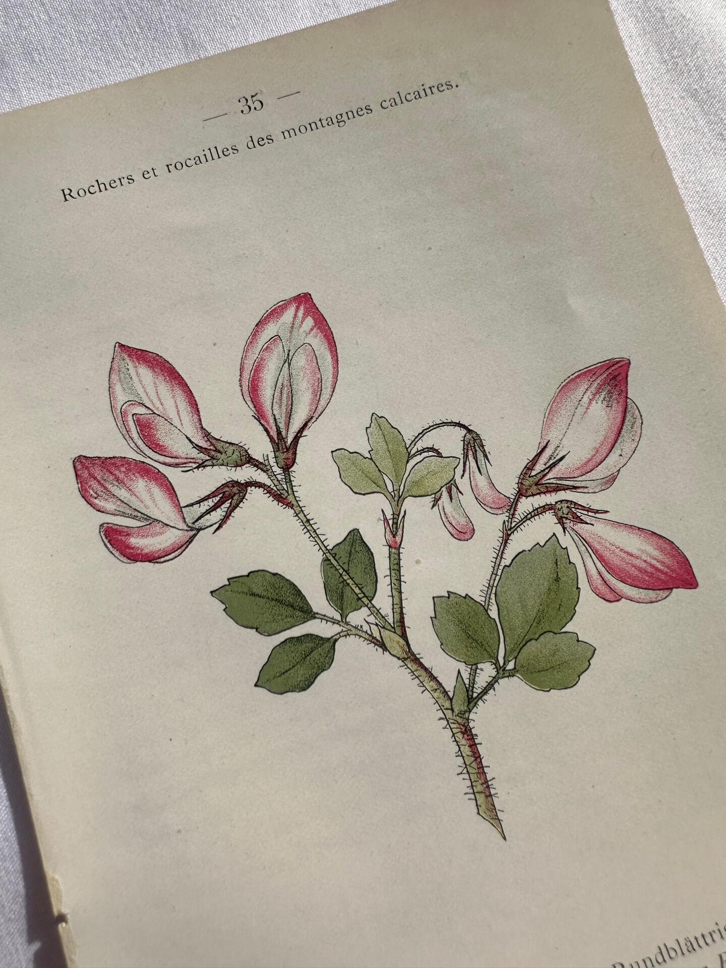 Naturalist Plate – 19th Century Botanical Engraving, Double-Sided