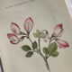 Naturalist Plate – 19th Century Botanical Engraving, Double-Sided