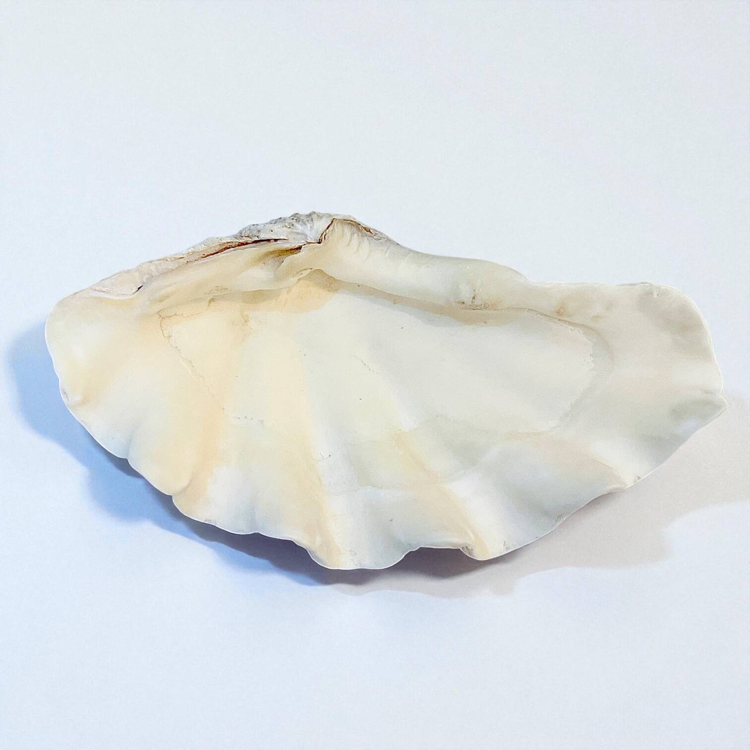 large natural Tridacna clam shell pocket emptier from the 70s