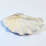 large natural Tridacna clam shell pocket emptier from the 70s