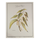 Botanical board Nettle