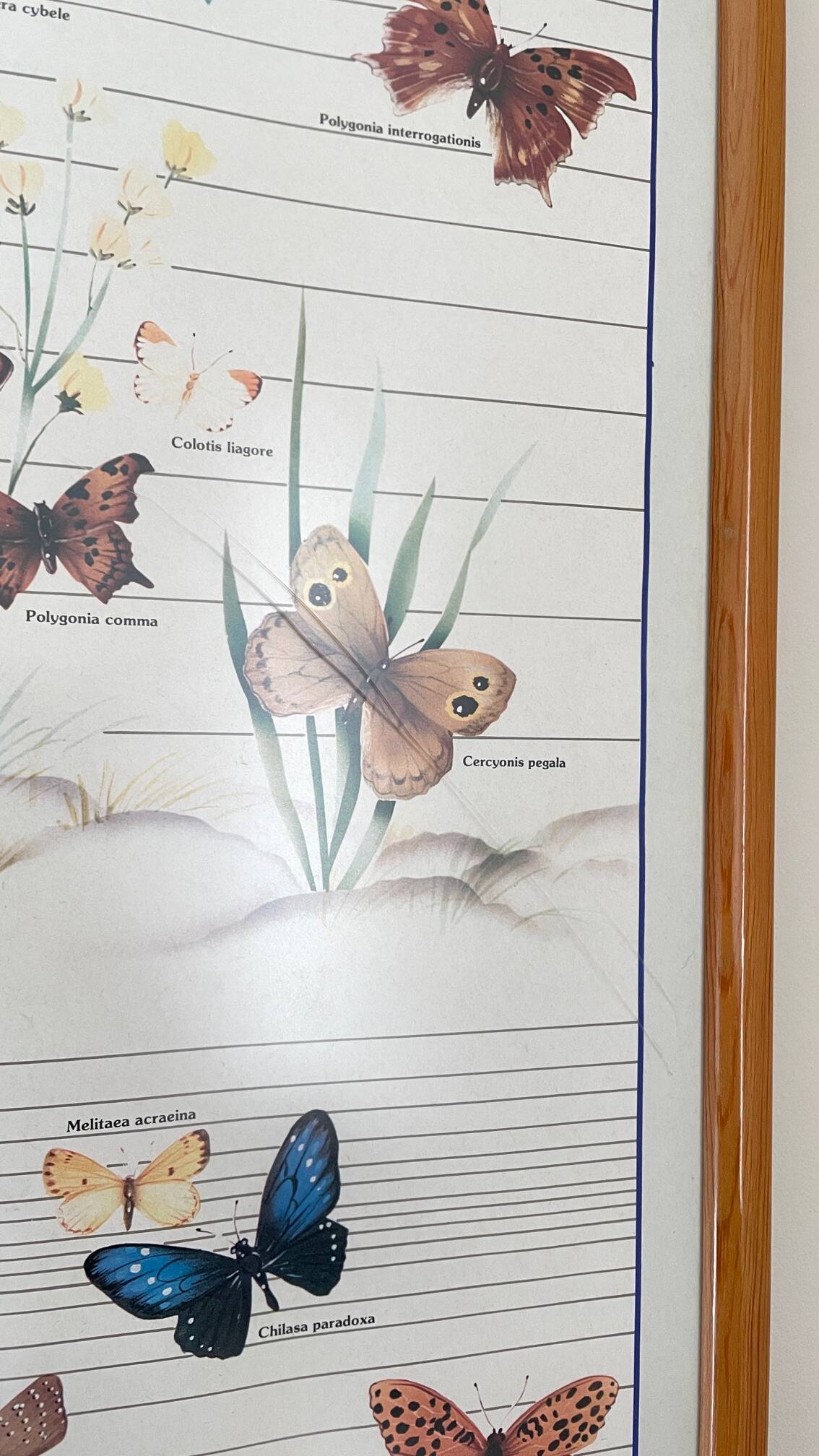 TABLEAU Display BUTTERFLY Italy Vintage