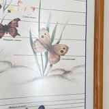 TABLEAU Display BUTTERFLY Italy Vintage