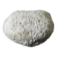 White coral cushion shark, vanuatu, papua new guinea