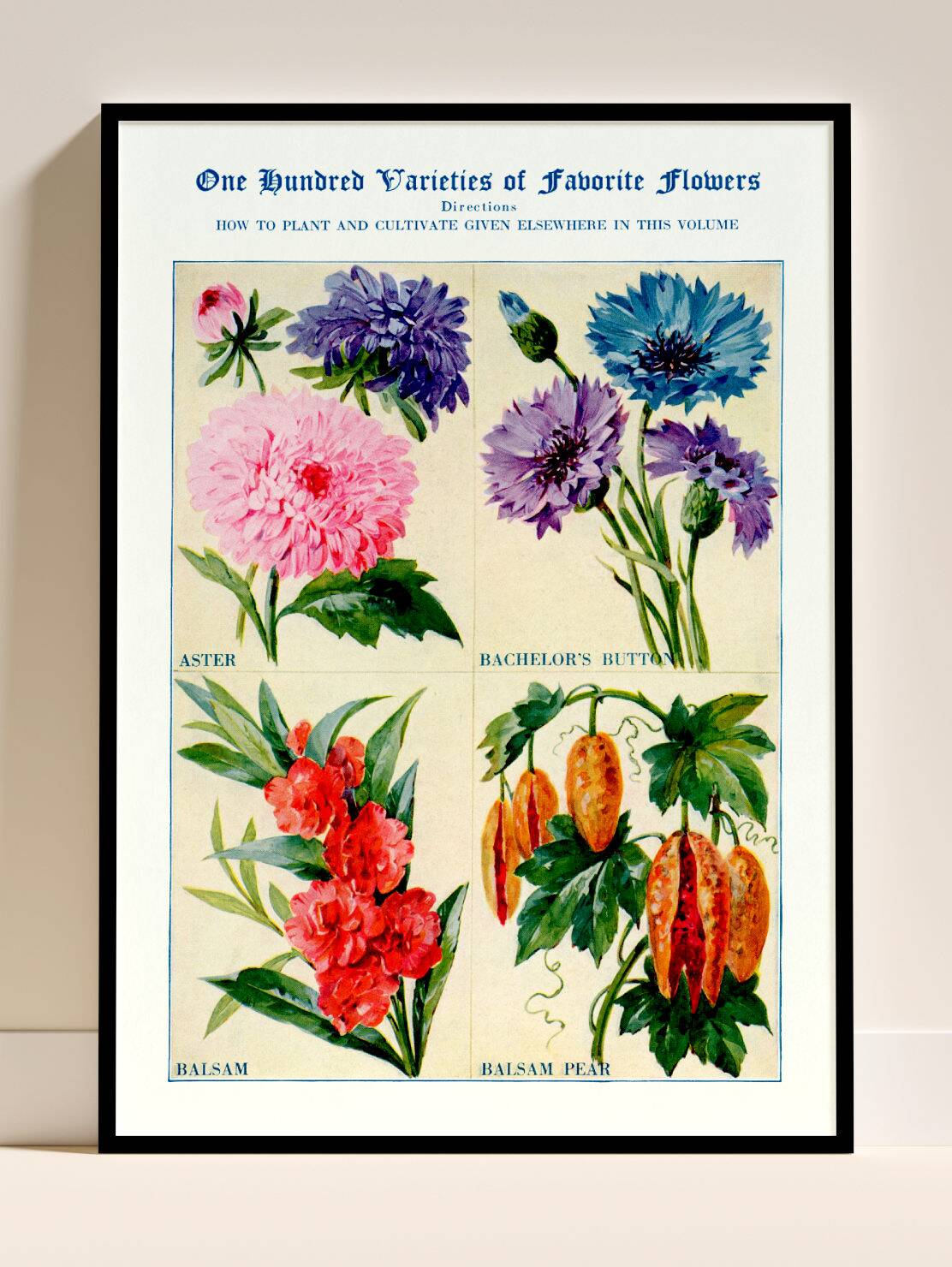 Poster about asters, cornflowers, balsams and bittersweet
