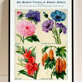 Poster about asters, cornflowers, balsams and bittersweet