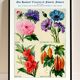 Poster about asters, cornflowers, balsams and bittersweet