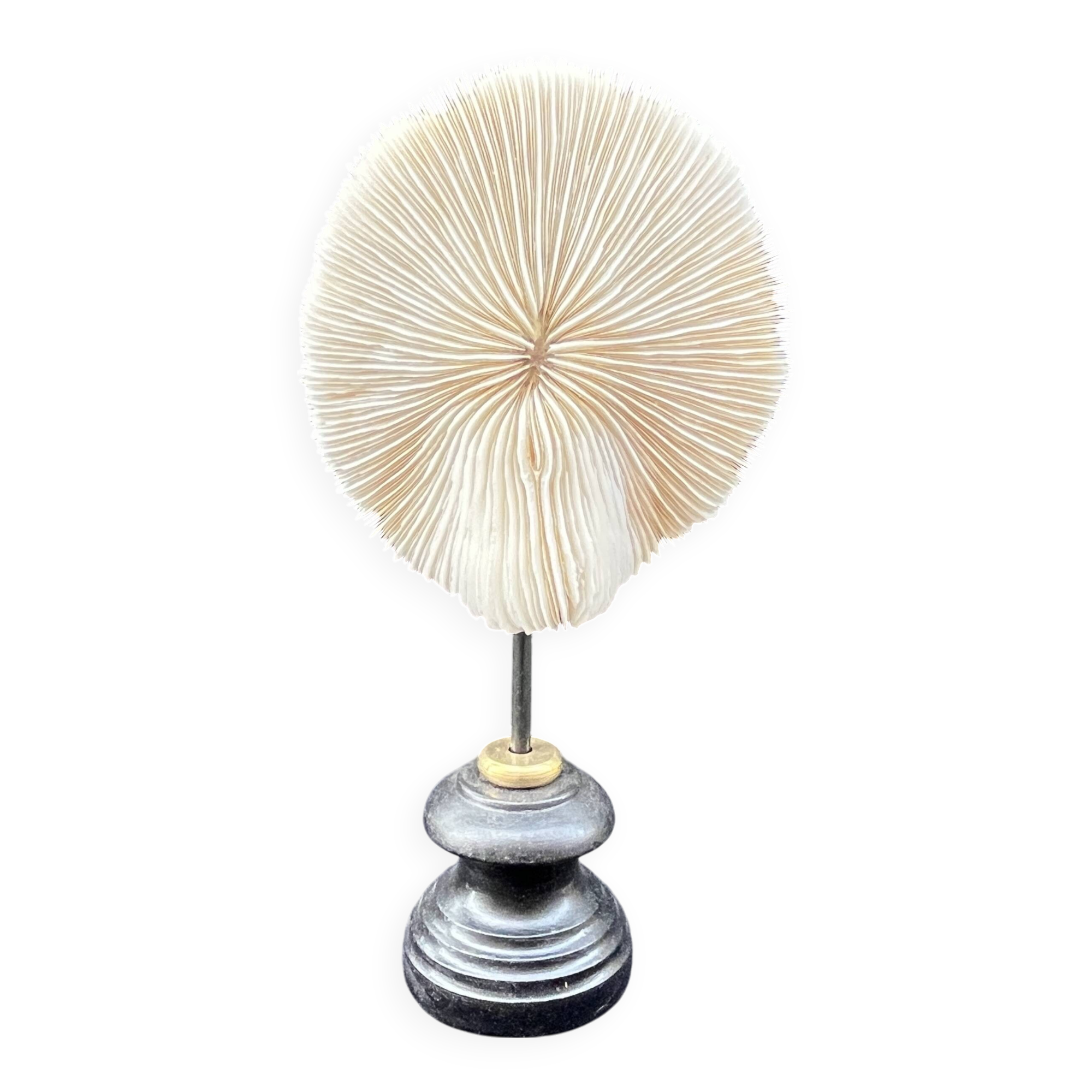 Antique natural white coral on a blackened wooden base, notebooks of curiosities