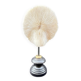 Antique natural white coral on a blackened wooden base, notebooks of curiosities