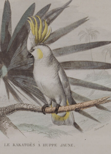 Lithography engraving vintage exotic birds