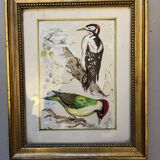Table: green woodpecker and great spotted woodpecker