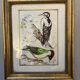 Table: green woodpecker and great spotted woodpecker