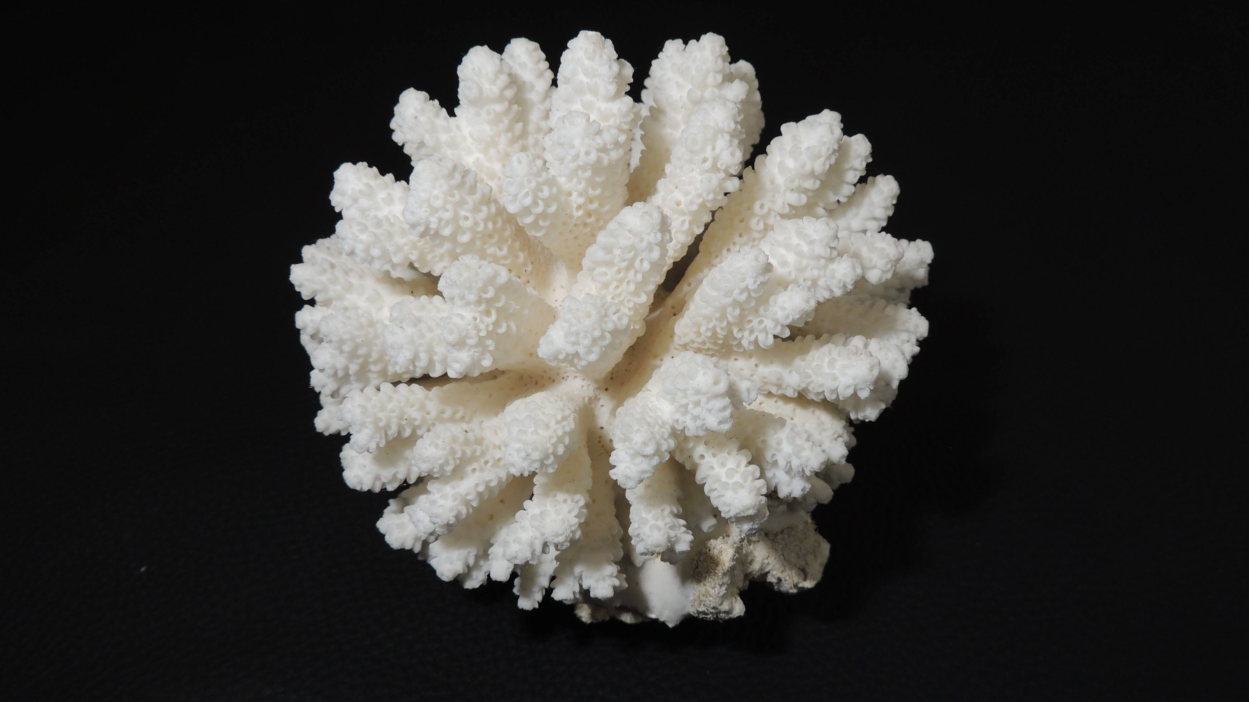 Sea coral cluster white/vintage