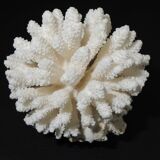 Sea coral cluster white/vintage
