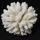 Sea coral cluster white/vintage