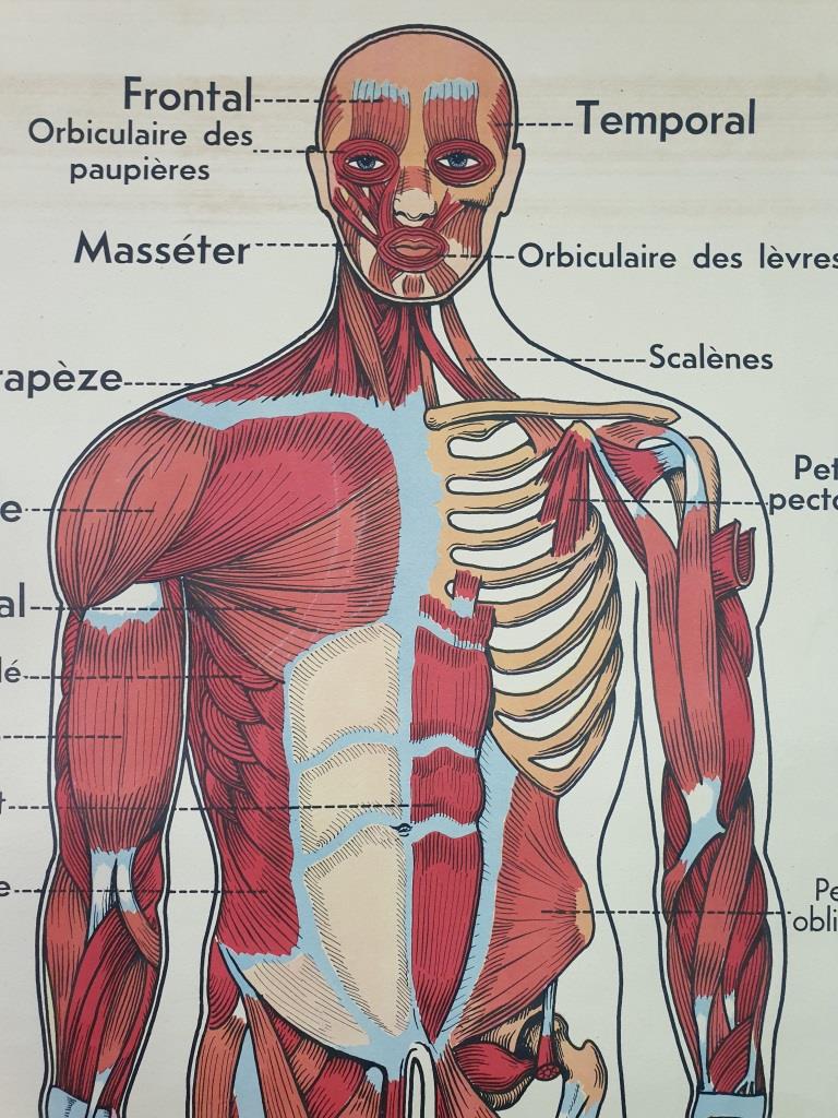 School anatomy poster