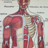 School anatomy poster