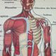 School anatomy poster