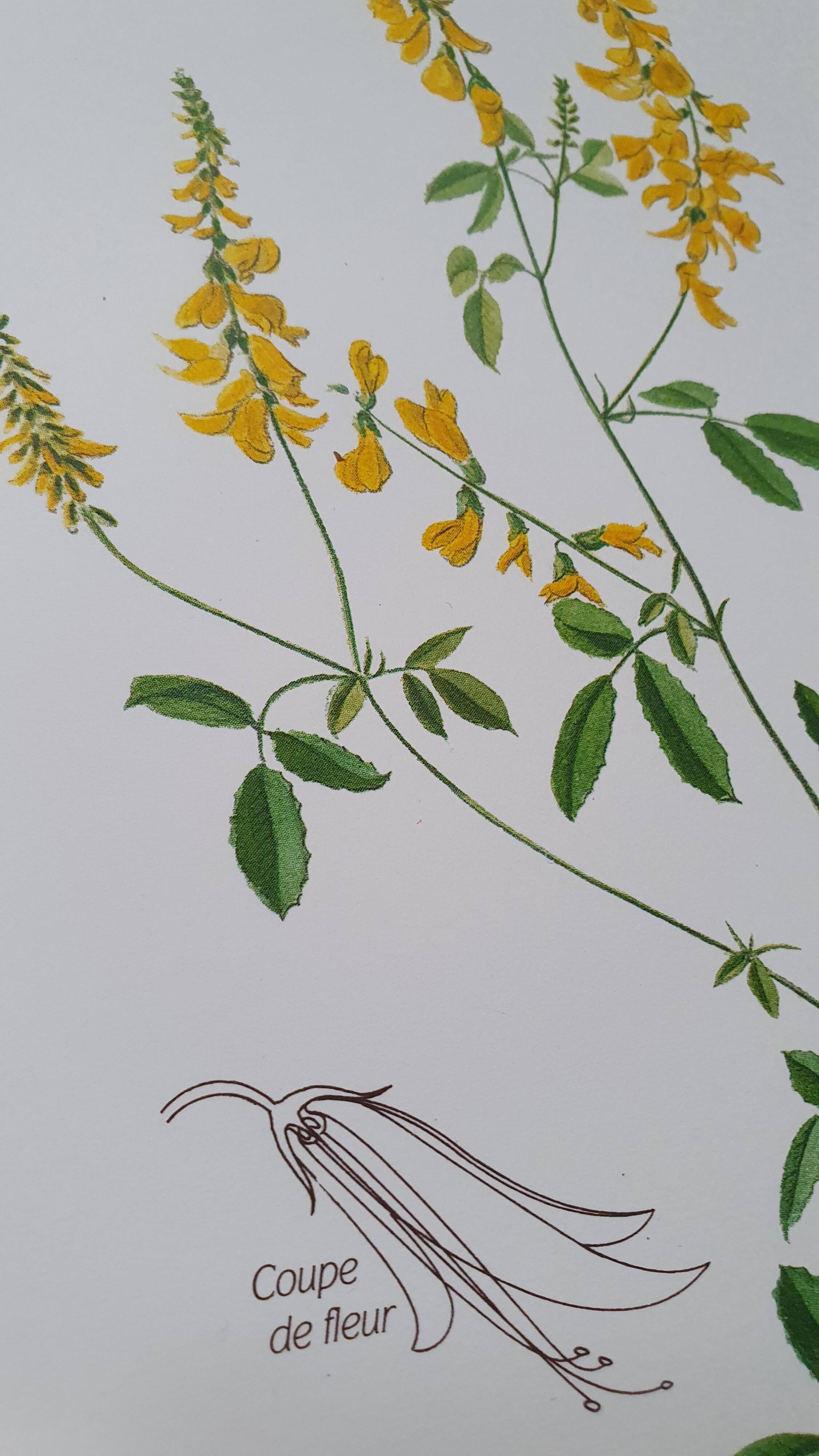 Set of 3 botanical plates "Yellow"- LPR22051B