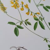Set of 3 botanical plates "Yellow"- LPR22051B