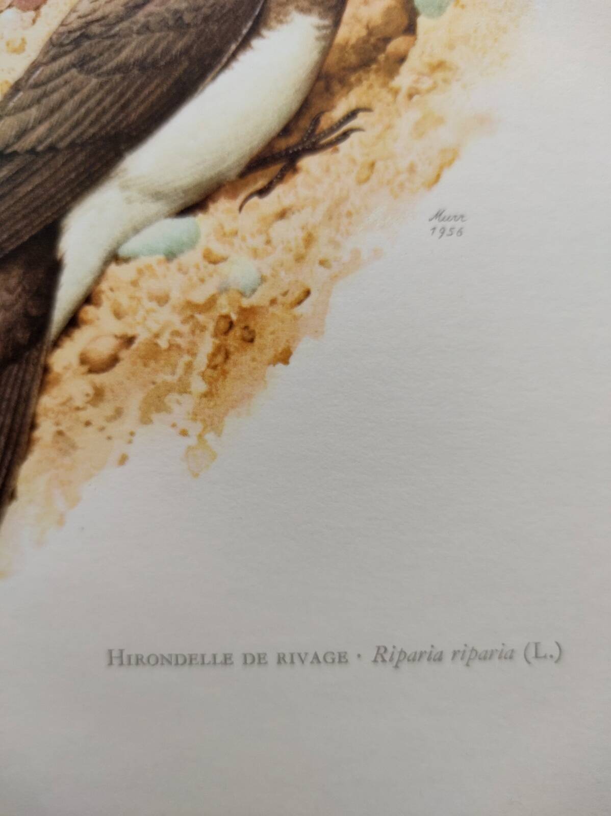 Old bird plate from the 1960s - Shore Swallow - Illustration