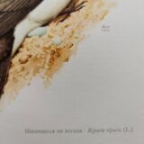 Old bird plate from the 1960s - Shore Swallow - Illustration