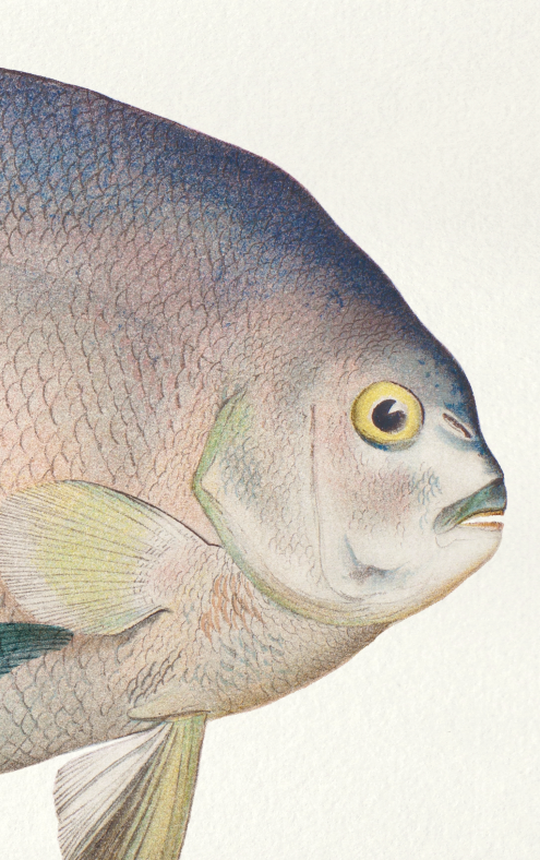 Lithography illustration animal fish